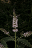 Mentha longifolia RCP7-08 040.jpg